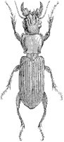 Campylocnemis Schroeteri.tif