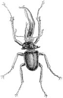 Chiasognathus Grantii Beetle.tif