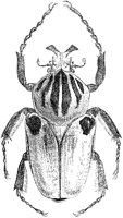Goliathus Cacicus Beetle.tif