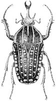 Goliathus Polyphemus Beetle.tif