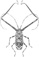 Long-Armed Beetle.tif