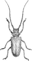 Longicorn Beetle.tif