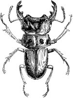 Lucanus Mellyi Beetle.tif