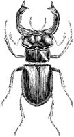 Stag Beetle.tif