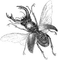 Stag Beetle Showing Wings.tif