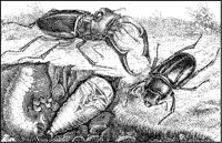 Stag Beetles.tif