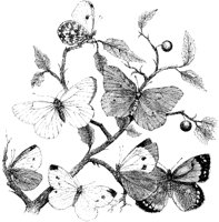 Butterfly Group 1.tif