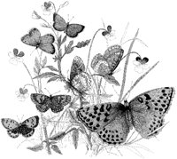 Butterfly Group 2.tif