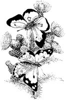 Butterfly Group 3.tif