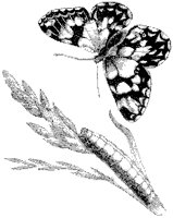 Marbled Butterfly.tif