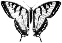 Papilio Turnus.tif