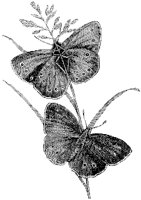 Ringlet Butterflies.tif