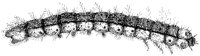 Caterpillar 1 Horizontal.tif
