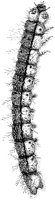 Caterpillar 1 Vertical.tif