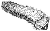 Caterpillar 3.tif