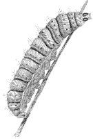 Luna Caterpillar.tif