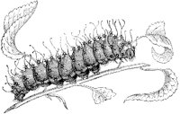 Saturnia Caterpillar.tif