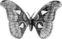 Attacus Moth.tif