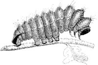 Attacus Moth Larva.tif