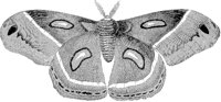 Cecropia Moth.tif