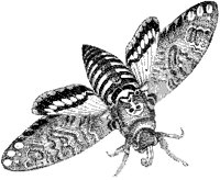 Death's Head Hawk Moth.tif