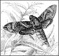 Deilephila Moth.tif