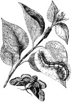Lackey Caterpillar and Moth.tif