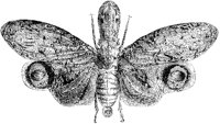 Lantern Fly Moth.tif