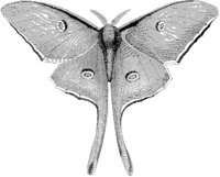 Luna Moth.tif