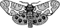 Moth.tif