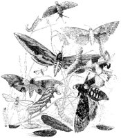 Moth Group 1.tif