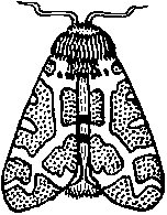 Moth with Folded Wings.tif