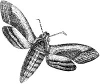 Privet-Hawk Moth.tif