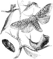 Puss Moth Life Cycle.tif