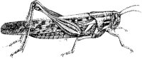 American Grasshopper.tif