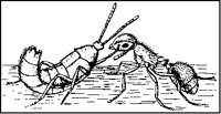 Ant Feeding from Alcohol Decoy.tif