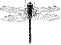 Dragonfly 1.tif