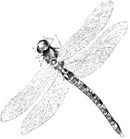 Dragonfly 2.tif