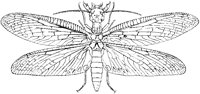 Horned Corydalus.tif