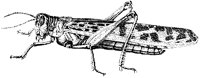 Locust 1.tif