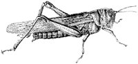 Locust 2.tif