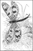 Myrmeleo Libelluloides.tif