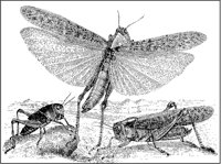 Old World Locusts.tif