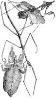 Stick Insect and Mantis.tif