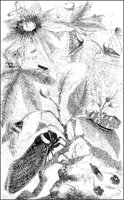 Tropical Hemiptera.tif