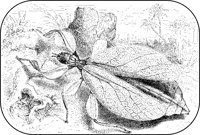 Walking-Leaf.tif