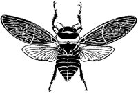 Wide-Winged Bee.tif