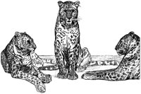 Three Tigers.tif