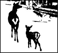 Deer in Snow Design.tif