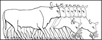 Cattle Grazing.tif